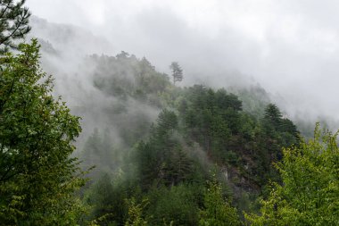 Bosna-Hersek 'teki bir dağda çam ağaçları