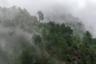 Bosna-Hersek 'teki bir dağda çam ağaçları