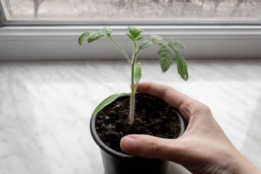 Pencere kenarındaki bir tencerede domates fidelerini tutan el. Tarım kavramı.