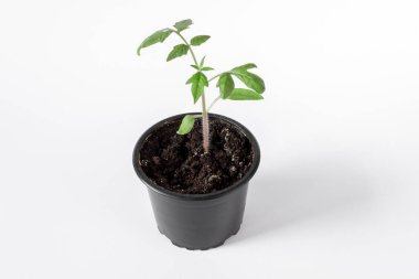 Beyaz arka planda bir tencerede domates fideleri. Tarım kavramı.