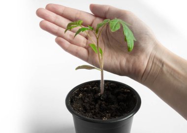 El, beyaz arka planda bir tencerede domates fidelerini tutuyor. Tarım kavramı.