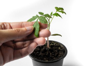 El, beyaz arka planda bir tencerede domates fidelerini tutuyor. Tarım kavramı.