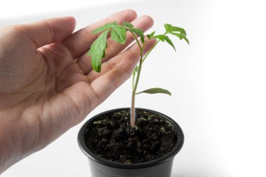 El, beyaz arka planda bir tencerede domates fidelerini tutuyor. Tarım kavramı.