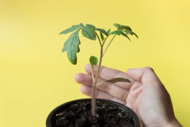 El, sarı arka planda bir tencerede domates fidelerini tutuyor. Tarım kavramı.