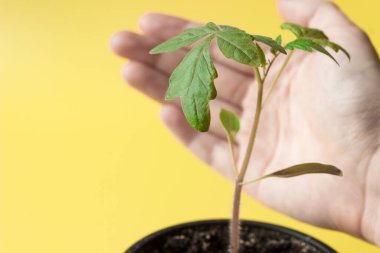 El, sarı arka planda bir tencerede domates fidelerini tutuyor. Tarım kavramı.