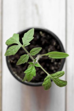 Ahşap bir arka planda, tencerede filizlenen genç bir domates. Yukarıdan görüntüle.