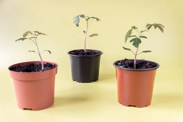 stock image Tomato seedlings in pots on a white background. Agriculture concept.