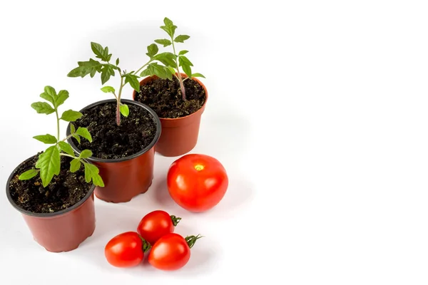 Tomato Seedlings Pot Tomato Fruits White Background Space Text — Stock Photo, Image