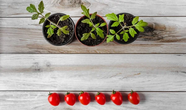 Plántulas Tomate Una Olla Frutos Tomate Sobre Fondo Madera Espacio — Foto de Stock