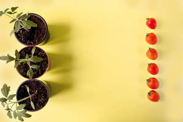 Plántulas Tomate Una Olla Frutos Tomate Sobre Fondo Amarillo Espacio — Foto de Stock