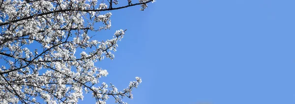 Branches Cherry Blossoms Blue Background Banner Selective Focus Space Text — Stock Photo, Image