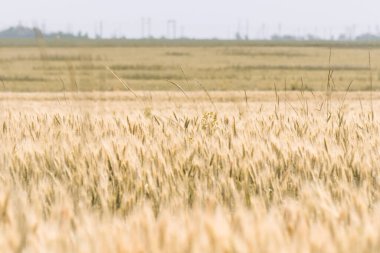 Tarladaki buğday kulakları. Tarım kavramı. Tahıl mahsulü.