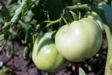 Olgunlaşmamış domates, yakın plan bir dalda. Tarım, tarım ve hasat kavramı. Vejetaryen yemeği..