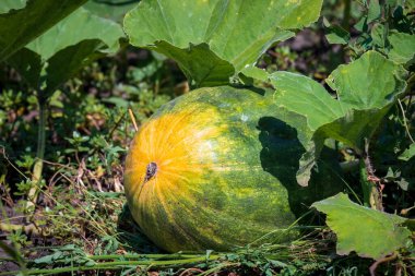 Bahçede olgunlaşmamış balkabağı. Tarım, tarım ve hasat kavramı. Vejetaryen yemeği..