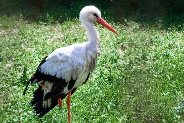 Ooievaar Staat Één Been Tegen Achtergrond Van Groen Gras Wilde — Stockfoto