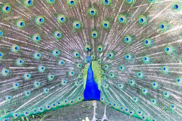 Pavão Macho Com Cauda Aves Exóticas — Fotografia de Stock