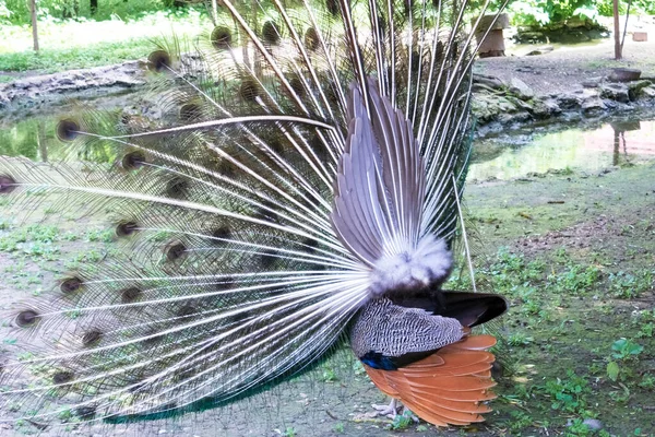 Een Mannelijke Pauw Met Een Staart Exotische Vogel — Stockfoto