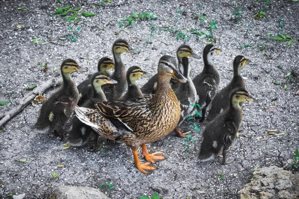 Flock Little Wild Ducklings Swarming Ground Wildlife — Stock Photo, Image