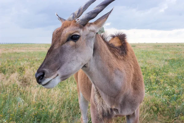 Gemeiner Elch Elch Antilope Nahaufnahme Auf Dem Feld Sommer Askonia — Stockfoto