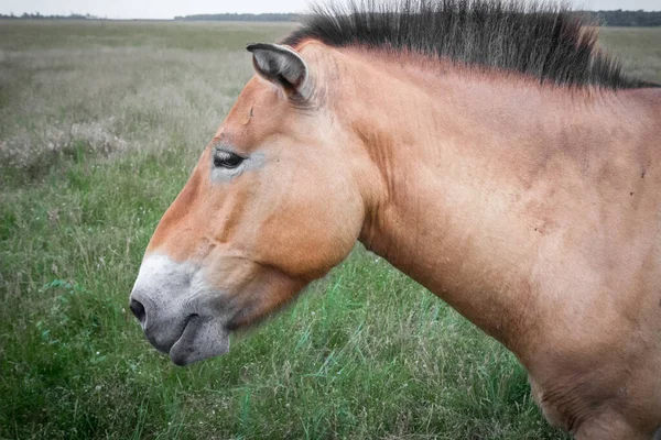 Άλογο Του Przewalski Βόσκει Στο Χωράφι Καλοκαίρι Άγρια Ζωή Κοντινό — Φωτογραφία Αρχείου