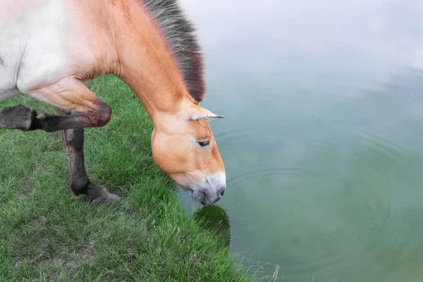 Cavalo Przewalski Num Poço Junto Lago Vida Selvagem Reserva Ascania — Fotografia de Stock
