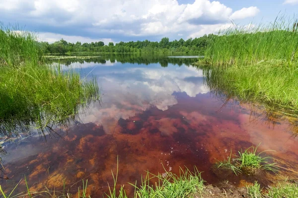 stock image Shatsk Lake with red water and reeds, Ukraine.