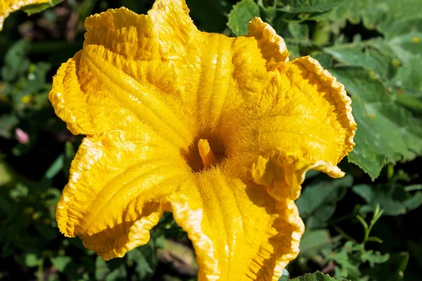 Bright Yellow Pumpkin Flowers Vegetable Garden Close Concept Agriculture Farming — Stock Photo, Image