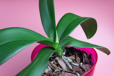 Phalaenopsis orkidesi pembe bir saksıda gül arkaplanda. Çiçek..