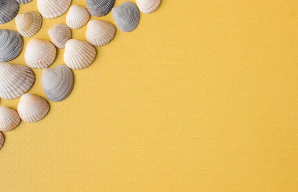 stock image Marine multicolored seashells on a yellow background. View from above. Space for text.