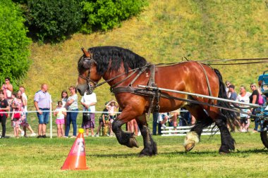 Safkan körfez atı bir arabaya bağlandı. Atlı, Grudziadz, Polonya - 18 Haziran 2023.