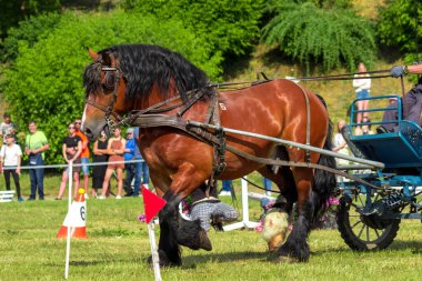 Grudziadz, Polonya 'daki At Sürücülüğü Şampiyonası' nda güzel bir safkan at - 18 Haziran 2023.