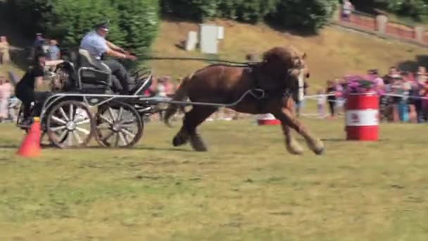 Een Volbloed Paard Geharnast Naar Een Kar Treedt Tijdens Een — Stockvideo