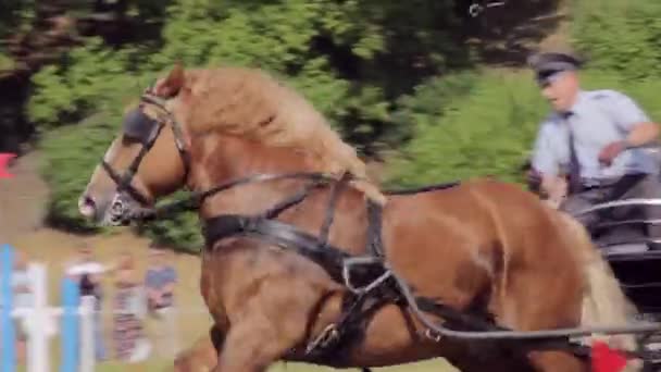 Horse Sled Competition Grudziadz Polen Juni 2023 — Stockvideo