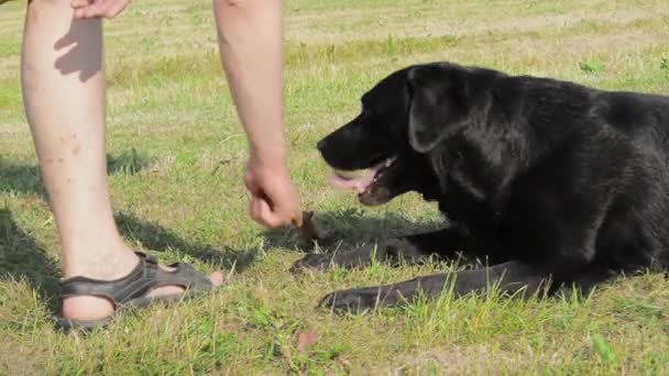 一只黑色的拉布拉多狗带着一根棍子朝他扔来 — 图库视频影像