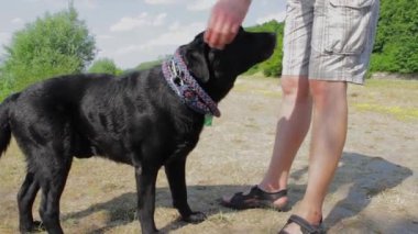 Bir adam siyah Labrador köpeğinin tasmasını çıkarıyor.