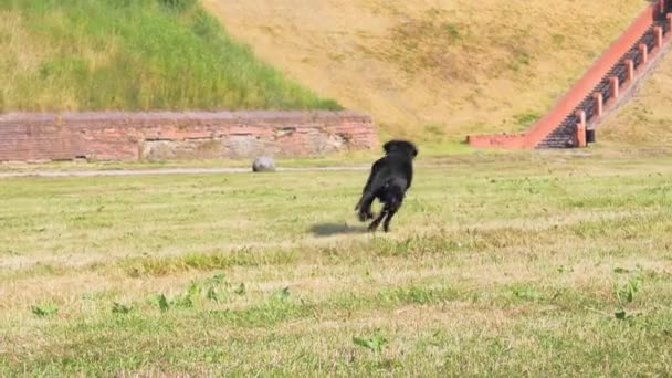 Een Zwarte Labrador Brengt Een Geworpen Stok Mee Hondentraining — Stockvideo