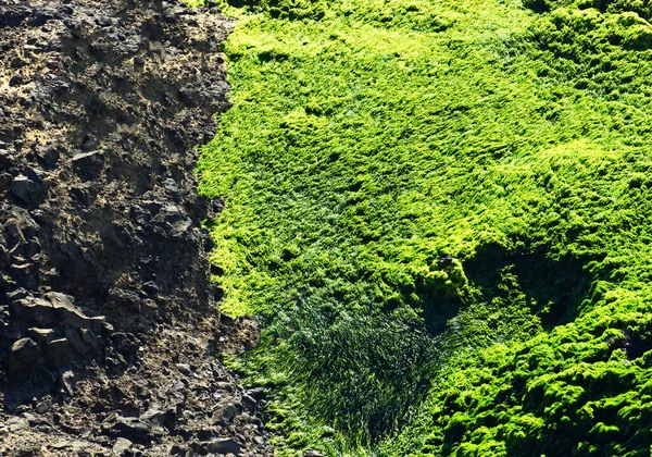 stock image Intricate Lichen Texture: Organic and Textured Background for Nature-inspired Designs