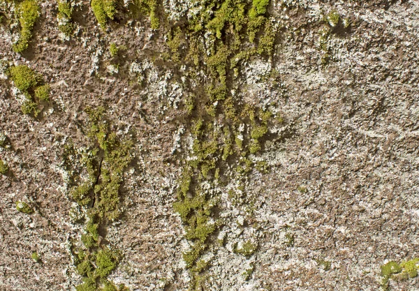 精巧的Lichen纹理 自然灵感设计的有机和纹理背景 — 图库照片
