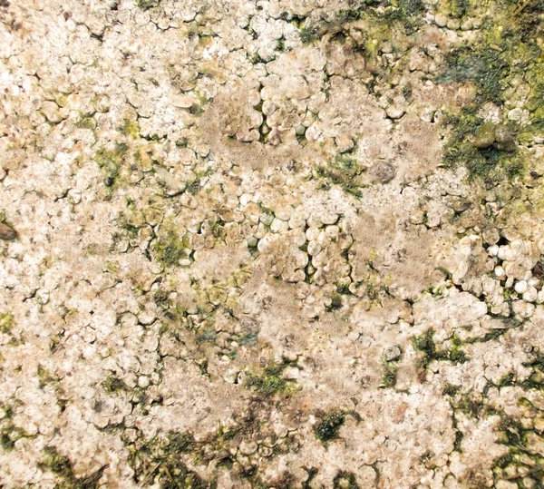 Lush Lichen Texture Organic Intricate Background Nature Botanical Eco Inspired — стокове фото