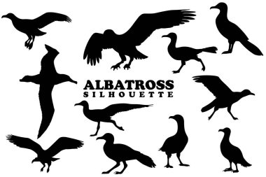 Albatros siluet koleksiyonu. Siyah Albatros silueti seti. Albatros silueti ayarlandı.