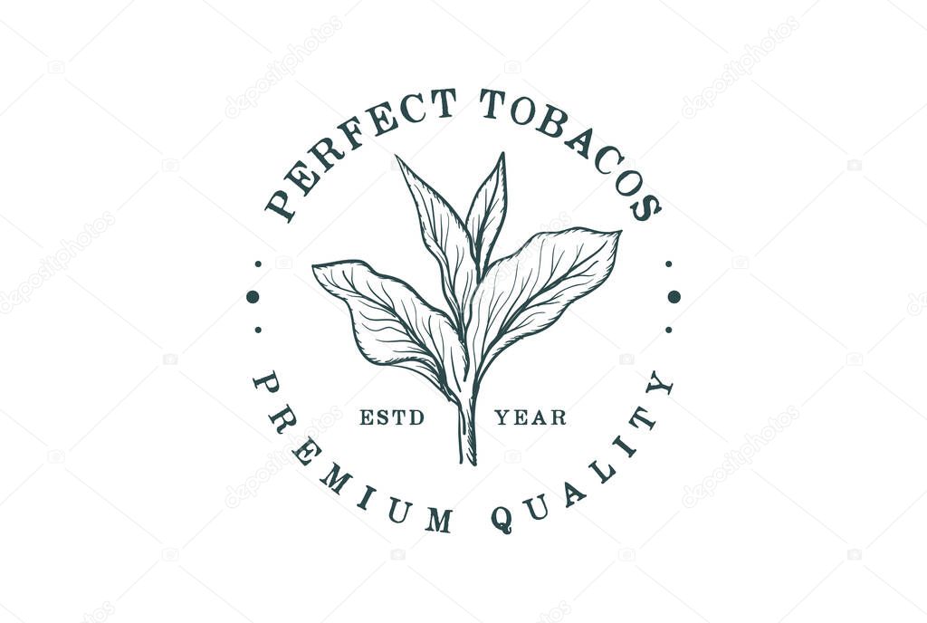 Vintage Retro Hand Draw Sketch Tobacco Plant Tree Leaf Leaves for Cigar Badge Emblem Label Logo Design