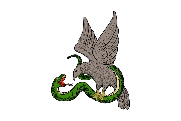 Vintage Retro Eagle Falcão Falcão Luta Com Serpente Serpente Serpente —  Vetores de Stock