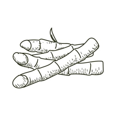 Baharat veya Tarım Çiftliği Ürünleri için Şeker Çubuğu 'nun klasik Retro Mürekkep El Çizimi. Vektör İllüstrasyonu