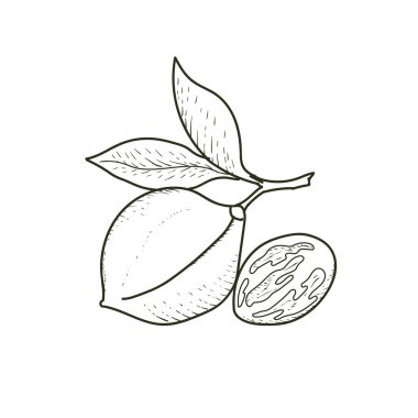 Medikal Bitki ve Baharat veya Tarım Tarım Ürünleri için Nutmeg 'in klasik Retro Ink Hand çizimi. Vektör İllüstrasyonu