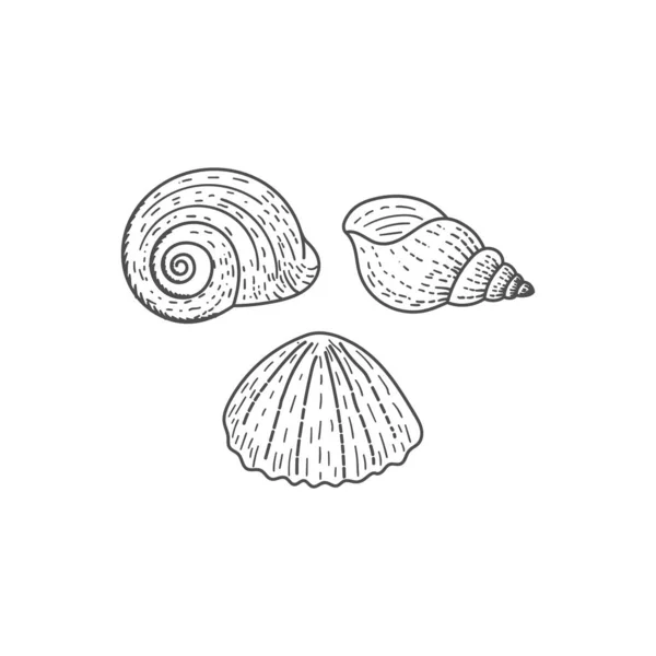 Винтажный Ретро Рисунок Руки Гравировкой Океана Nautilus Shell Векторная Иллюстрация Лицензионные Стоковые Иллюстрации