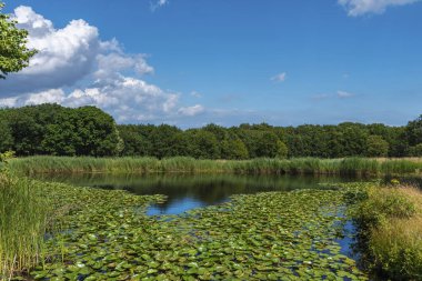 Oostkapelle yakınlarındaki Westhove Kalesi 'ndeki De Manteling doğa koruma alanında manzara. Oostkapelle, Hollanda 'nın Zeeland eyaletinde yer alan bir şehirdir.