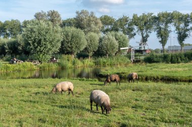 Zaandam 'daki Zaanse Schans açık hava müzesinde kırsal bir manzara. Hollanda 'nın Kuzey Hollanda Eyaleti