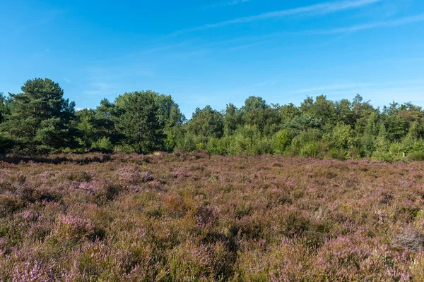 stock image Landscape in Schoorlser Dunes nature reserve near Schoorl. Province of North Holland in the Netherlands