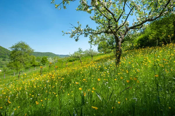 Spring meadow in the Palatinate Forest Nature Park near Eusserthal. Region Palatinate in the federal state of Rhineland-Palatinate in Germany