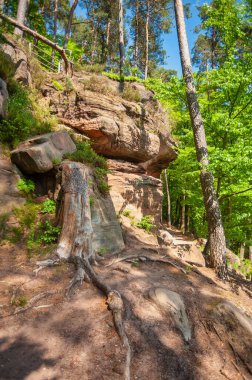 Rodalben 'deki Rodalber kaya yürüyüşü parkurundaki doğal anıt Saufelsen. Almanya 'nın federal Rhineland Eyaleti' nde Palatinate Bölgesi